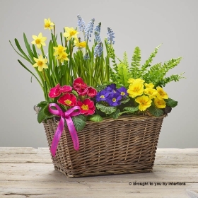 Happy Birthday Bold Brights Planted Basket